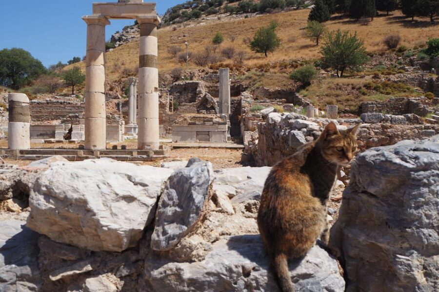 Ephesus: Half-Day Tour from Kusadasi - Price and Value: What You’re Paying For in This Half-Day