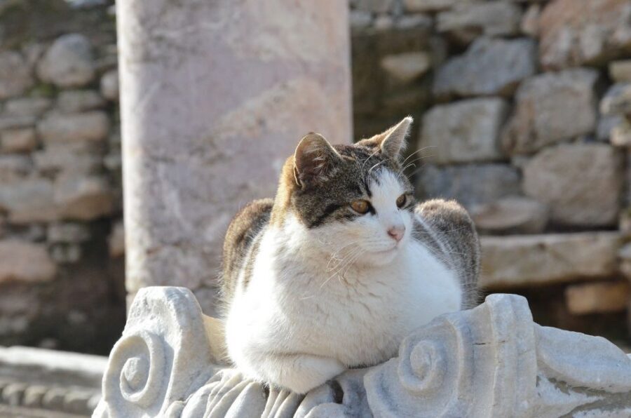 From Kusadasi Port: Ephesus Tour with Skip-the-Line Entry - Ephesus on Foot: Marble Streets and Smart Pacing