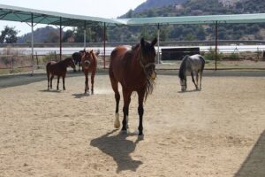Kusadasi Horse Riding Beach and Forest options with Transfer - 15 Minutes of Training That Sets You Up for Success