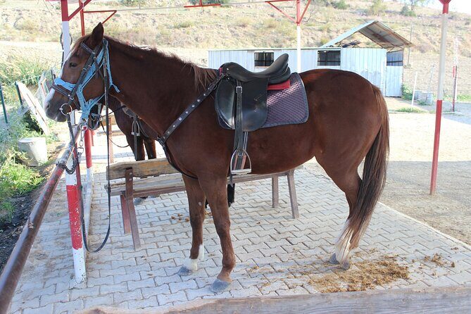 Kusadasi Horse Riding Beach and Forest options with Transfer - Following Scenic Trails Through Forest and Countryside
