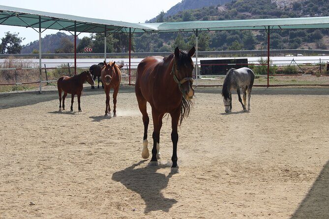 Kusadasi Horse Riding Beach and Forest options with Transfer - 15 Minutes of Training That Sets You Up for Success