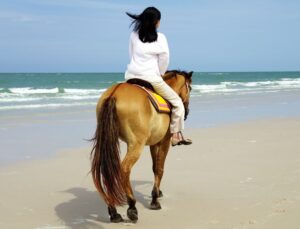 Kusadasi: Horse Riding Beach and Forest w/Transfer - Getting Comfortable on Gentle Horses