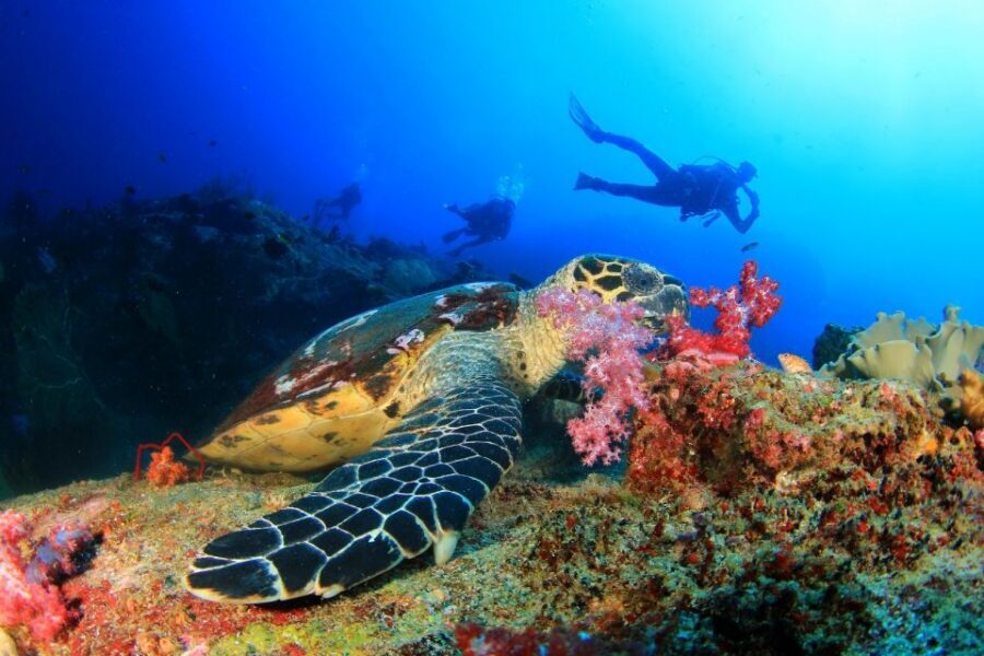 Kusadasi: Scuba Diving for Beginners w/Lunch & Transfer - Safety Briefing and First-Timer Coaching