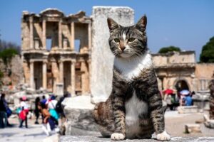 Private Ephesus Tour from Kusadasi - Stop 1: Ancient Ephesus From Magnesia Gate to the Big Landmarks
