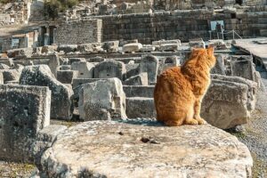 Private Half Day Ephesus Shore Excursion from Kusadasi - Getting from Kusadasi Port to Ephesus Without the Shuffle